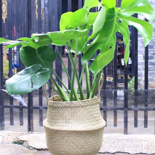 Monstera Deliciosa kèm giỏ cói