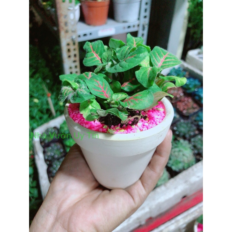 Chậu Cây Lá May Mắn Gân Đỏ