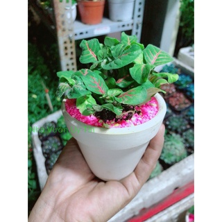 Chậu Cây Lá May Mắn Gân Đỏ