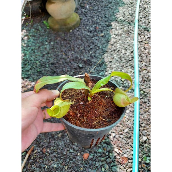 Cây nắp ấm N.mirabilis winged x  green