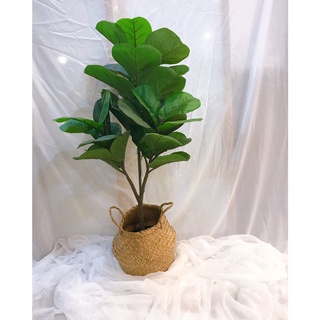 Cây giả - Cây bàng SINGAPORE 1m trang trí không gian