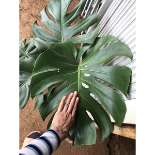 Trầu bà lá xẻ Nam Mỹ ( size 45cm)