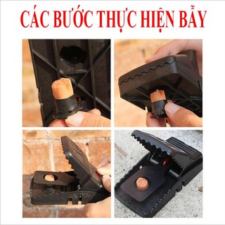 BẪY CHUỘT ĐEN THÔNG MINH