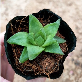 Sen đá ngọc dạ quang mini - vườn đà lạt