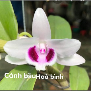 [Rẻ Vô Địch] Phi Điệp Cánh Bầu Hòa Bình(cây giống hàng gieo hạt)