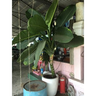 đại phú gia cây con