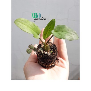CÂY CON LONG MÔN PHỤNG (Drimiopsis maculata)