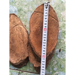 5 miếng gỗ vú sữa ghép lan đường kính từ 10 đến12 cm