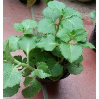 Cây Húng Chanh/ Tần Dày Lá (cây dược liệu) mua 10 tặng 1