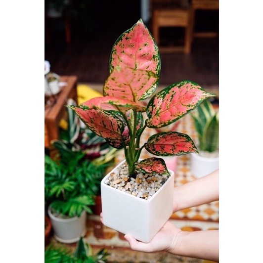 Cây vạn Lộc cao 30-35cm mang lại tài Lộc, thịnh vượng, may mắn