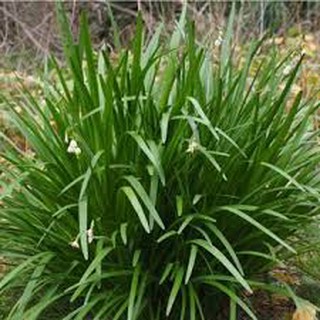 Hạt giống hẹ ta(10G)