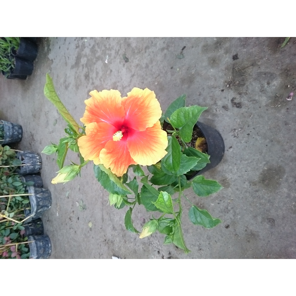 Cây Hoa Dâm Bụt Cam Viền Vàng - cây cảnh đẹp