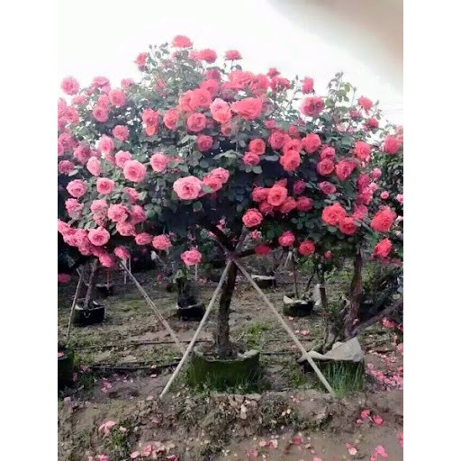 Hạt Giống Hoa Hồng Thân Gỗ Mix Đủ Màu