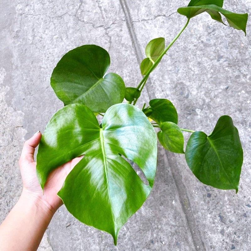 SIÊU PHẨM ĐỘC QUYỀN - Cây Trầu bà lá xẻ (Nam Mỹ)- Monstera Deliciosa - 40 cm - Cây cảnh nội thất văn phòng trang trí hot