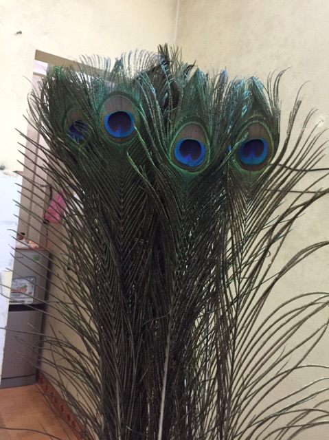 Lông công ~50cm HÀNG ĐẸP mắt 4-6cm | BigBuy360 - bigbuy360.vn