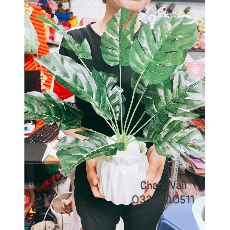 Chậu cây Mai rùa để bàn ,decor siêu đẹp,màu sắc tươi mát