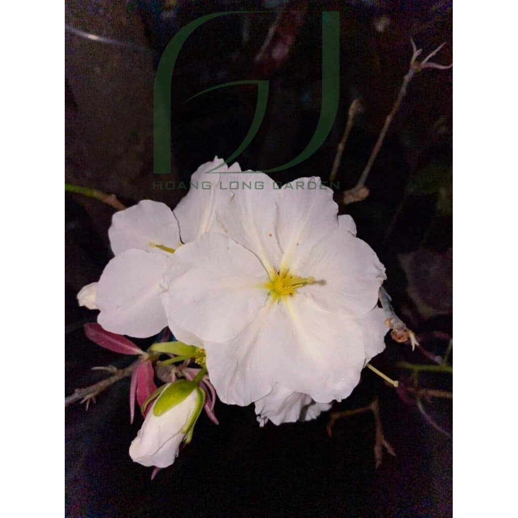 Mai Trắng Đọt Hồng