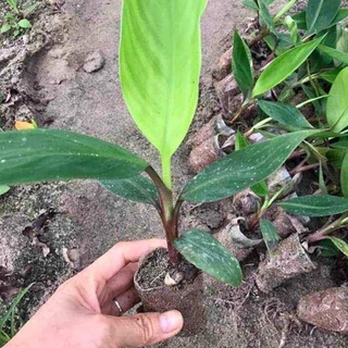 Cây Giống Chuối Đỏ Cấy Mô Siêu Sớm (Chuẩn Giống Cây Trồng)