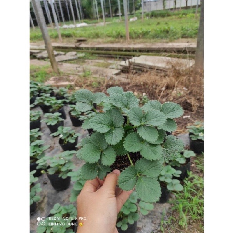 Cây dâu Tây chịu nhiệt bầu ổn định có hoa và quả 🍓