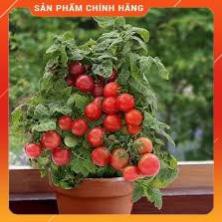 HẠT GIỐNG CÀ CHUA BI LÙN LUCKY GÓI 30 HẠT