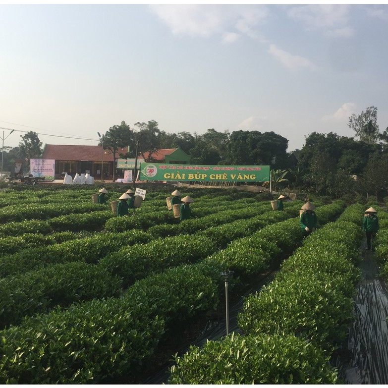 Trà Móc Câu Hảo Hạn 100g- tiêu chuẩn VietGAP-TT-14-03-19-0006.