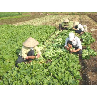 Cải Thìa RĐ 77