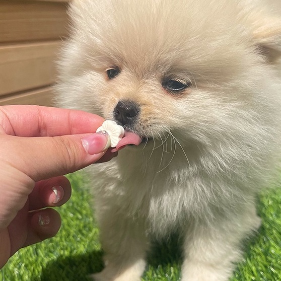 Bánh thưởng cho chó kẹo sữa dê chắc xương canxi 100g, snack cho cún huấn luyện Con Mèo Xiêm