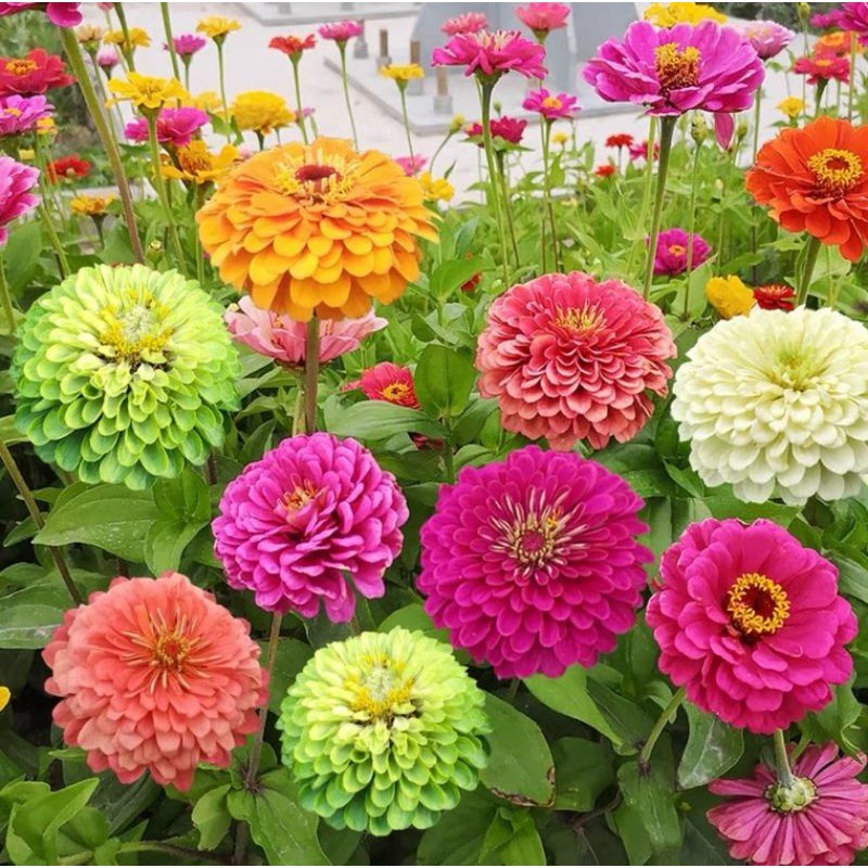 Hạt giống hoa Zinnia 50h Trộn màu / Hạt giống hoa Zinnia SHOP MỚI KHYẾN MẠI GIÁNG SINH
