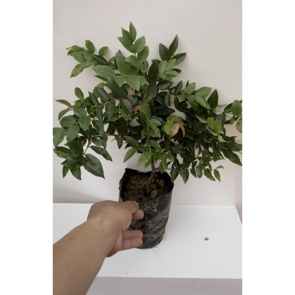 Cây nho thân gỗ tứ quý lá nhỏ chơi bonsai (ảnh thật số 2)