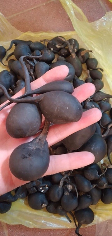 ☘️💥SÂM Ô LINH rừng 100gr 🌴🍀