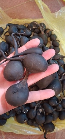 ☘️💥SÂM Ô LINH rừng 100gr 🌴🍀