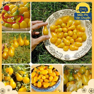 Hạt Giống Cà Chua Lê Vàng