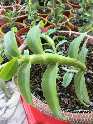 (SẢN PHẨM HÓT) Lan Phi điệp 5 CÁNH HỒNG THIÊN LÔI