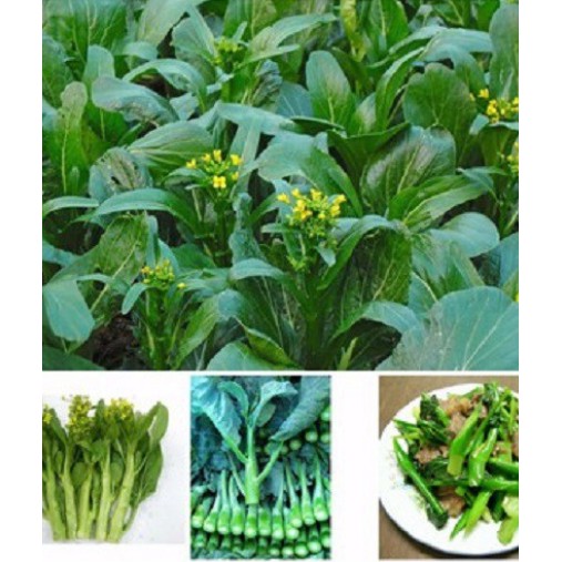 Hạt giống cải làn kèm quà tặng