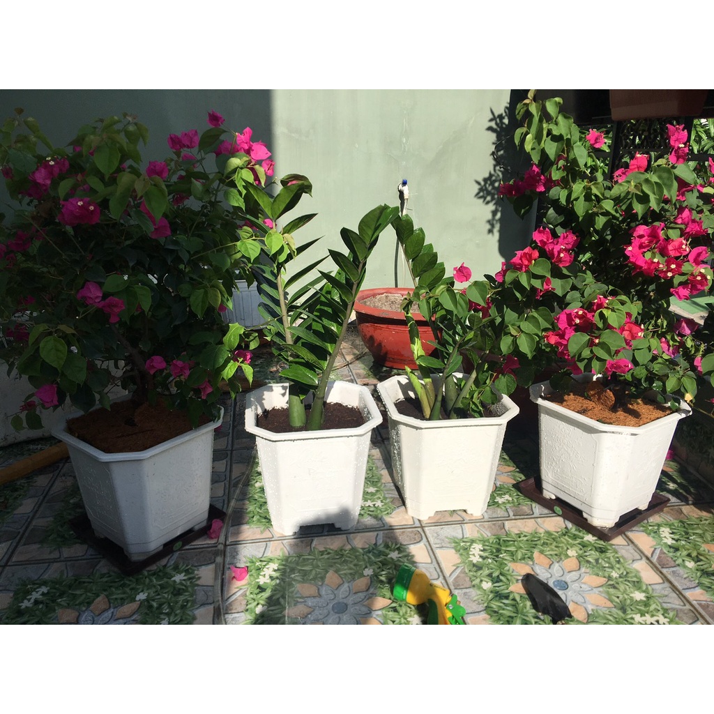 Combo 2 Chậu Nhựa Vuông Có Chân, Chậu Hoa Trắng Dáng Cao (270x250)