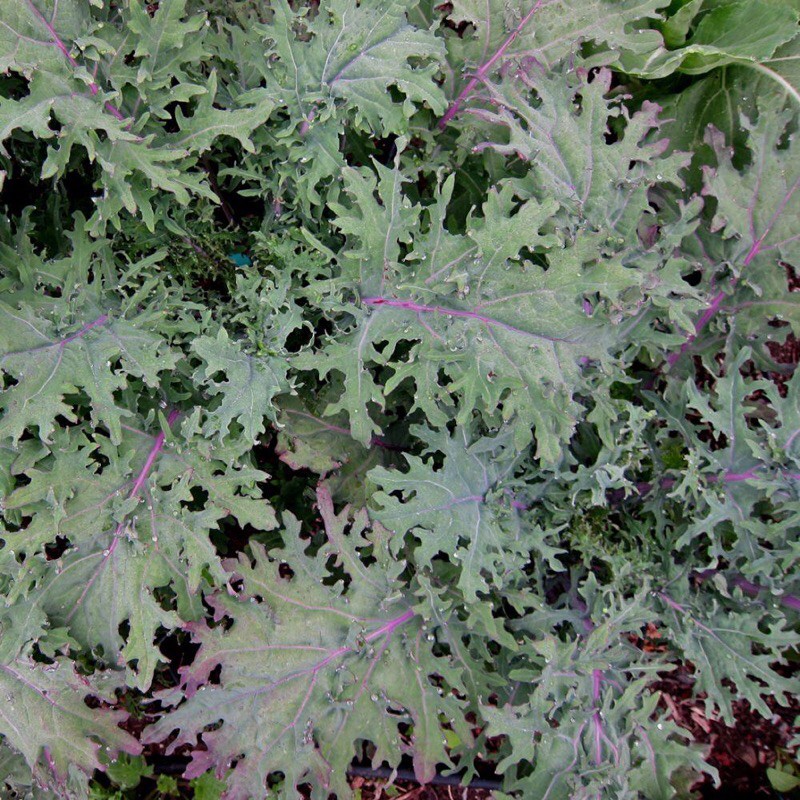 Red russian kale