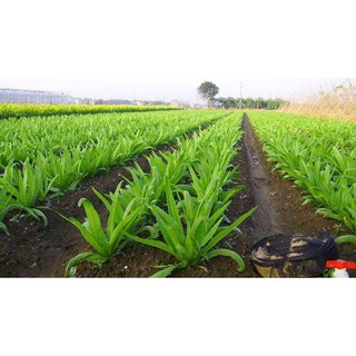 HẠT RAU CẢI NHÍP - GÓI 10 GRAM