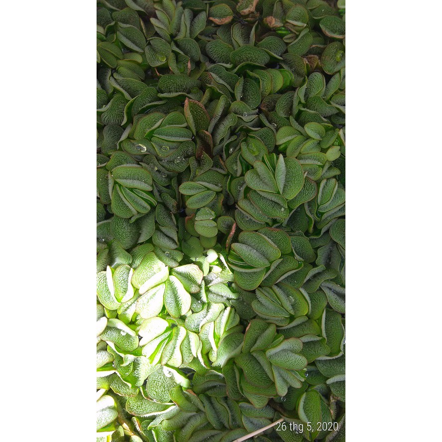 Bèo tai chuột - Cây thủy sinh