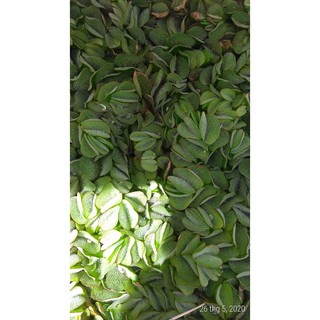 Bèo tai chuột - Cây thủy sinh (1 gói 15 đến 20 gốc)