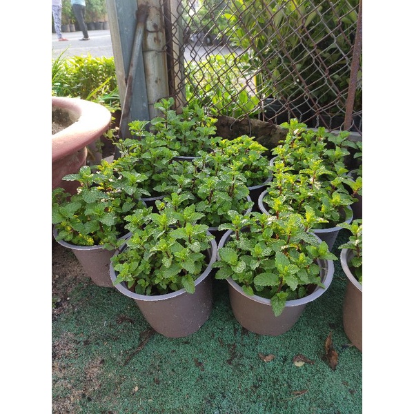 cây húng lũi bạc hà âu - húng lủi - rau thơm  tên khoa học Mentha crispa L.