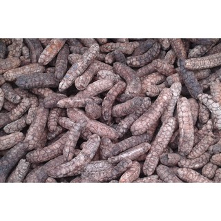 Quả chuối hột rừng sấy khô (1kg)
