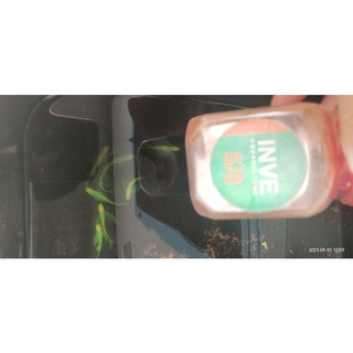 Cám sọc ngựa cánh tiên - Cám thái theo size