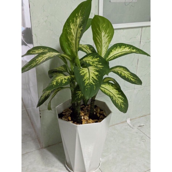Chậu nhựa kim cương trồng hoa cây cảnh kèm đĩa lót- Combo 2 cái hàng loại 1 dày đẹp KT 26x30cm