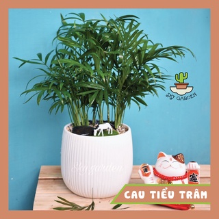 Cây cau tiểu trâm, cây cảnh, để bàn, decor, cao 35-40cm
