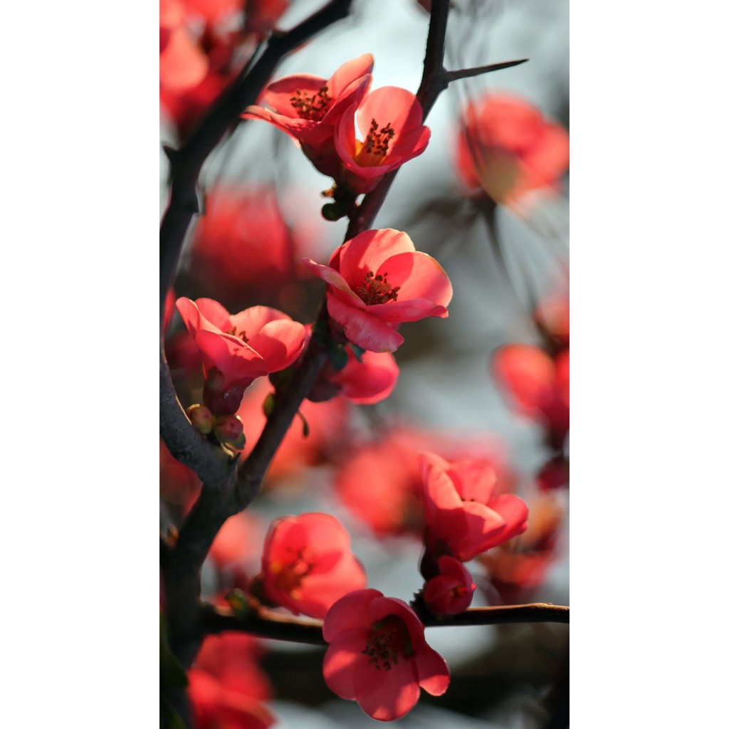 Kem dưỡng tay Bath & Body Works Japanese Cherry Blossom Hand Cream | BigBuy360 - bigbuy360.vn