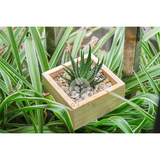 Cây xương rồng/móng rồng trồng trong chậu gỗ hình vuông - Cây Mệnh Thủy, Kim