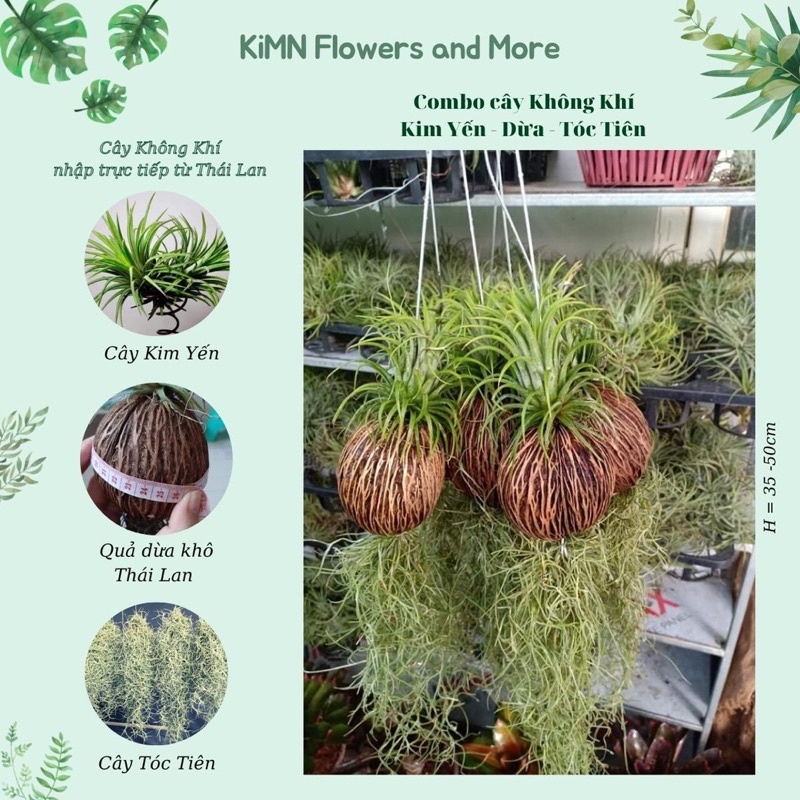 Cây cảnh - Cây không khí Quả dừa Kim Yến Tóc Tiên, cây lọc không khí