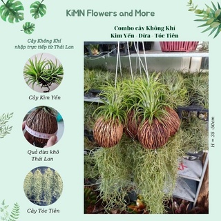 Cây cảnh - Cây không khí Quả dừa Kim Yến Tóc Tiên, cây lọc không khí