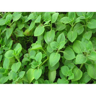Hạt giống Húng Chanh_rau thơm lùn