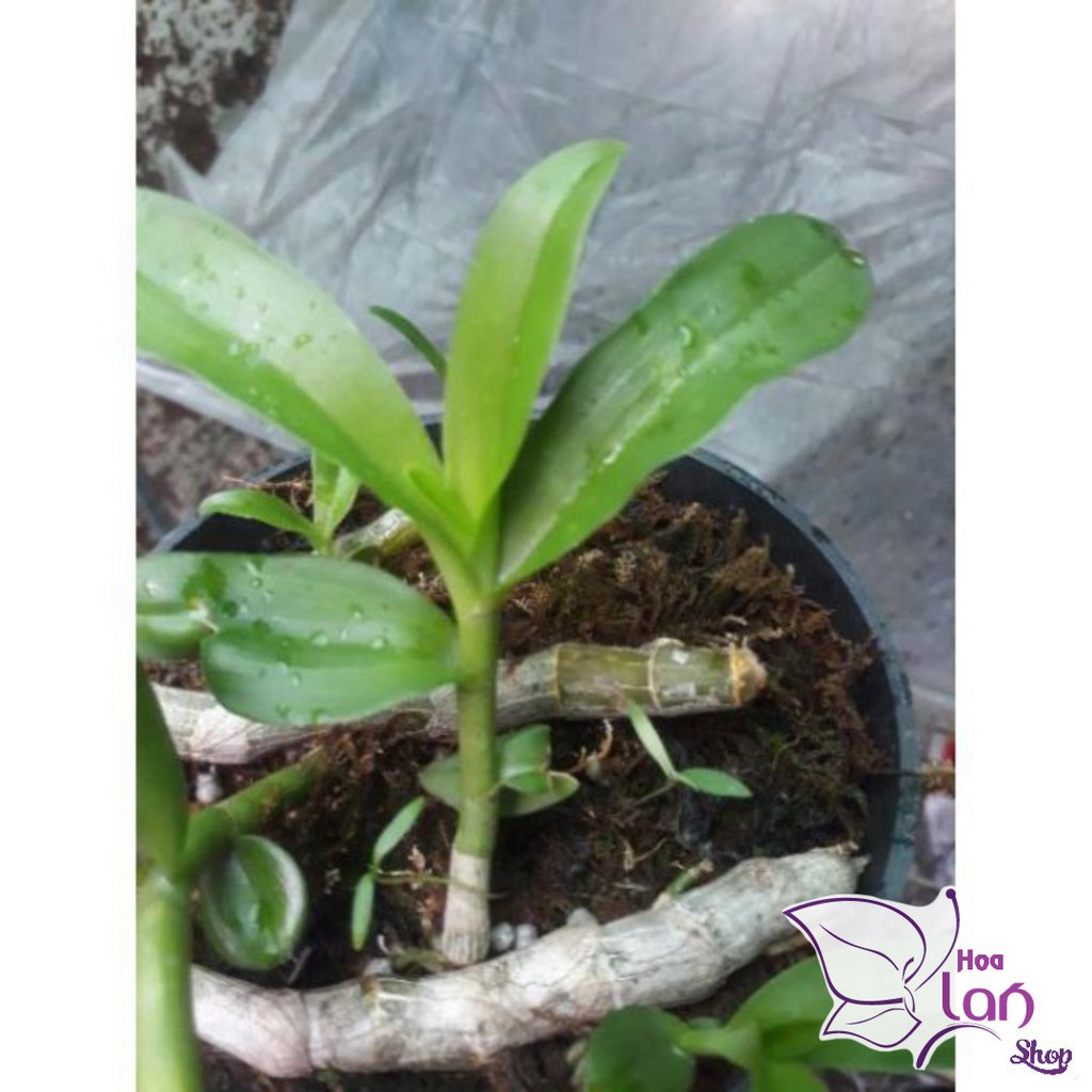 Phong Lan 🍀FREESHIP🍀 Trầm Rừng Tím
